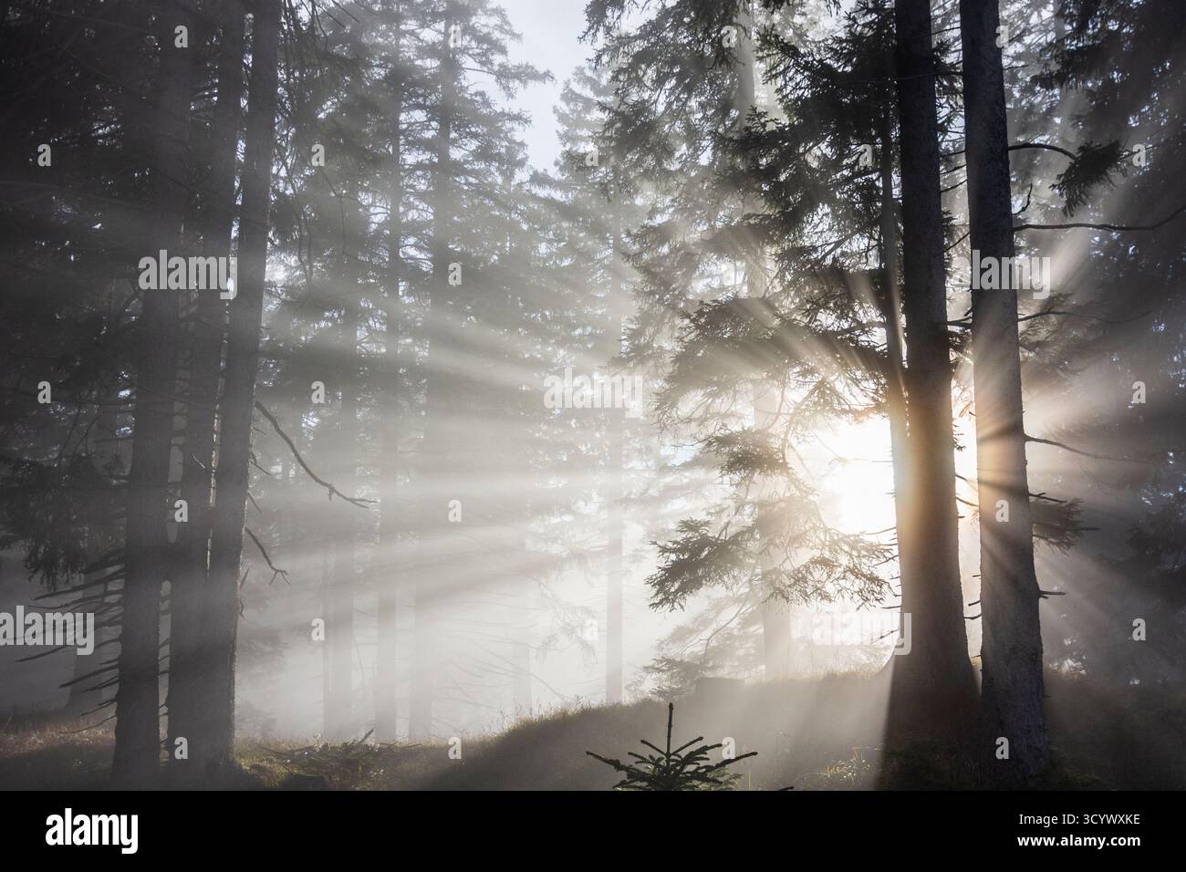 Wetterstein Mountains (Wettersteingebirge): Nebbia nella foresta, raggi di sole, alberi nella Tiroler Zugspitz Arena, Tirolo, Tirolo, Austria Foto Stock