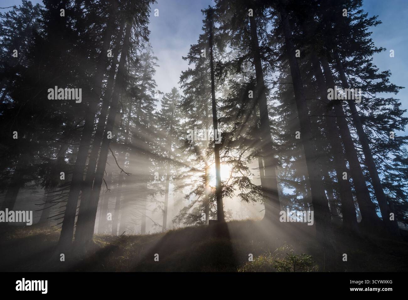 Wetterstein Mountains (Wettersteingebirge): Nebbia nella foresta, raggi di sole, alberi nella Tiroler Zugspitz Arena, Tirolo, Tirolo, Austria Foto Stock