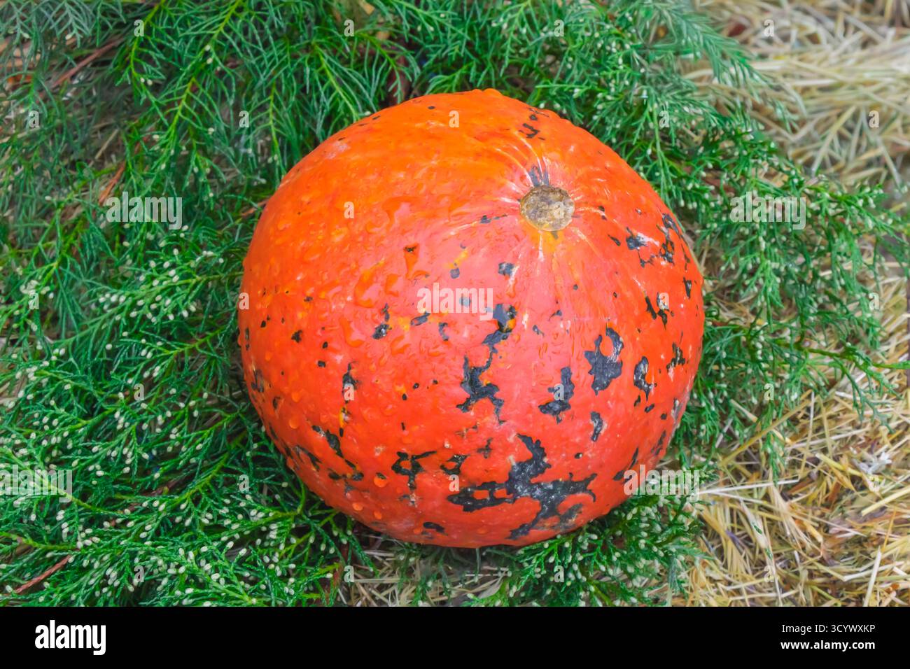 Una vivace zucca arancione con segni scuri unici giace su un letto di foglie verdi e paglia. Il rustico ambiente autunnale mette in risalto la texture naturale, fres Foto Stock