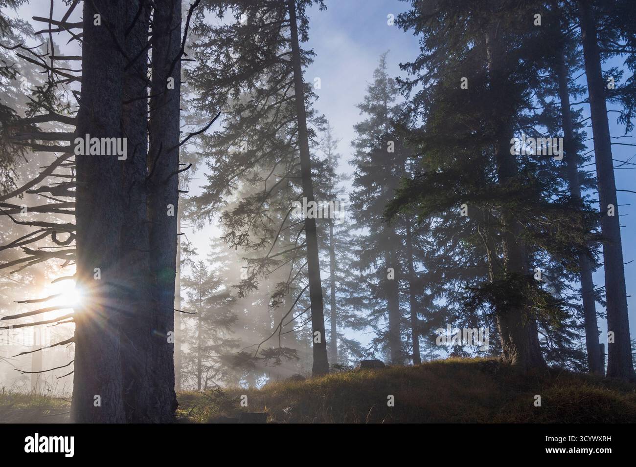 Wetterstein Mountains (Wettersteingebirge): Nebbia nella foresta, raggi di sole, alberi nella Tiroler Zugspitz Arena, Tirolo, Tirolo, Austria Foto Stock