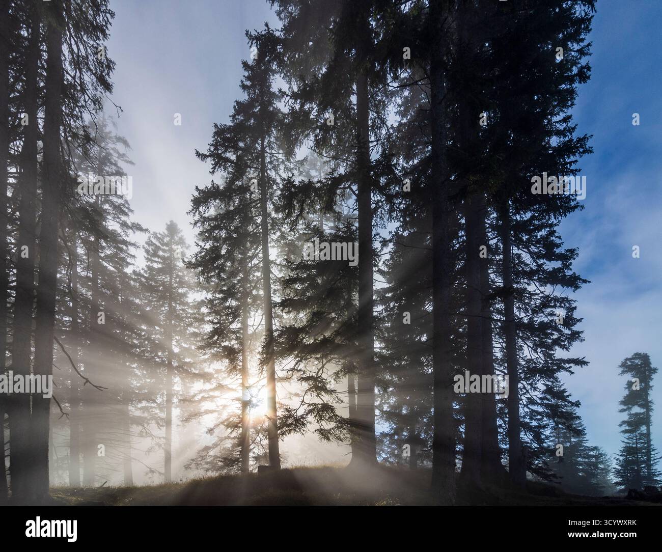 Wetterstein Mountains (Wettersteingebirge): Nebbia nella foresta, raggi di sole, alberi nella Tiroler Zugspitz Arena, Tirolo, Tirolo, Austria Foto Stock