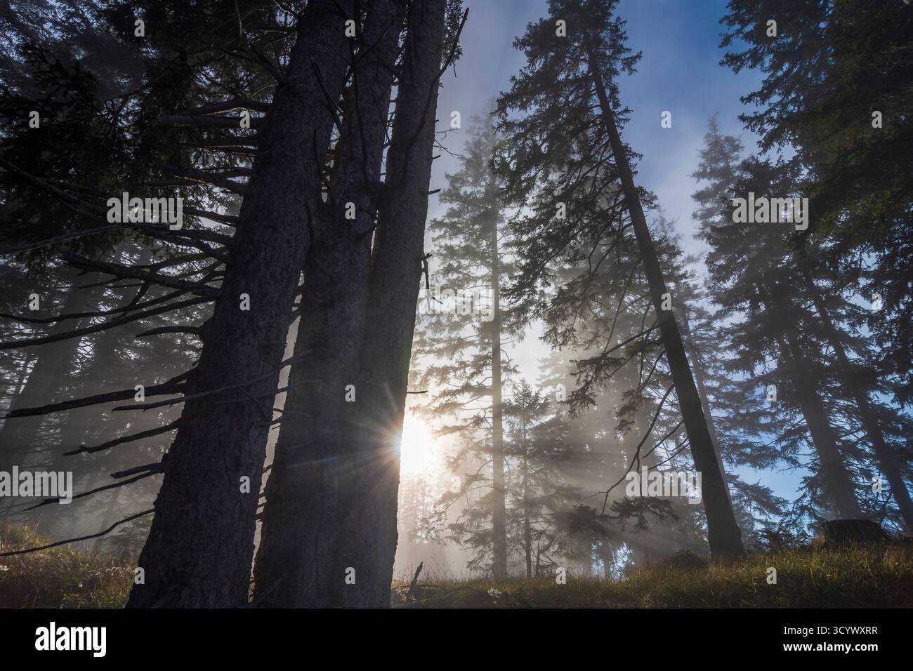 Wetterstein Mountains (Wettersteingebirge): Nebbia nella foresta, raggi di sole, alberi nella Tiroler Zugspitz Arena, Tirolo, Tirolo, Austria Foto Stock