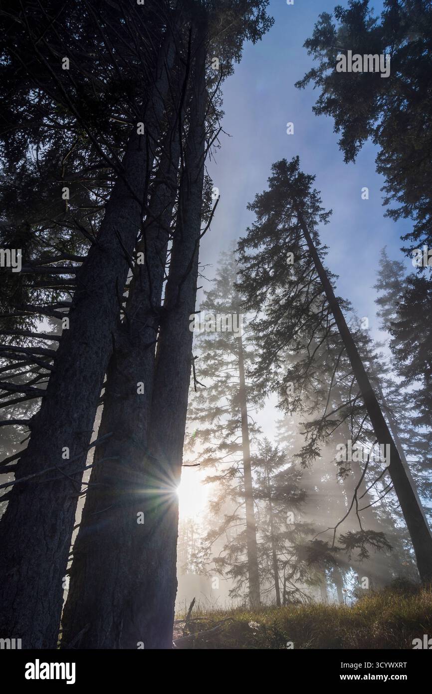 Wetterstein Mountains (Wettersteingebirge): Nebbia nella foresta, raggi di sole, alberi nella Tiroler Zugspitz Arena, Tirolo, Tirolo, Austria Foto Stock