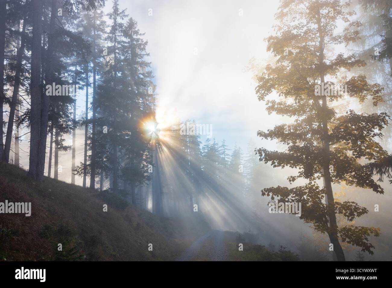Wetterstein Mountains (Wettersteingebirge): Nebbia nella foresta, raggi di sole, alberi nella Tiroler Zugspitz Arena, Tirolo, Tirolo, Austria Foto Stock