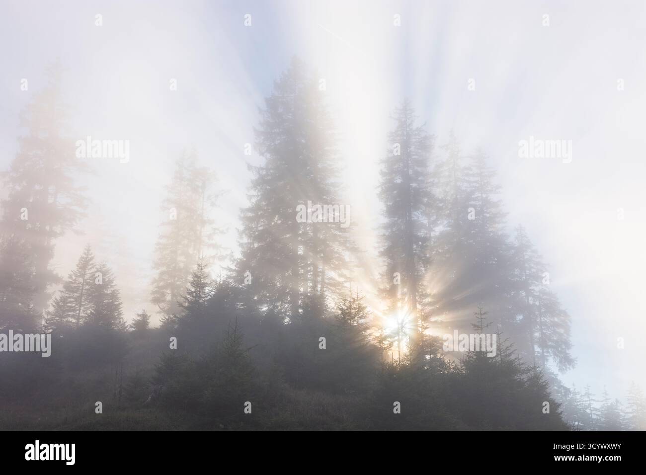 Wetterstein Mountains (Wettersteingebirge): Nebbia nella foresta, raggi di sole, alberi nella Tiroler Zugspitz Arena, Tirolo, Tirolo, Austria Foto Stock