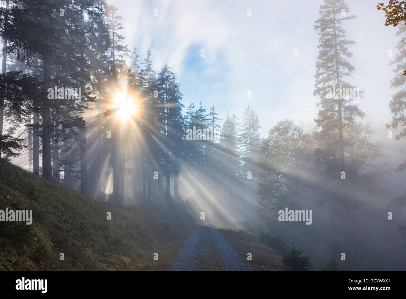 Wetterstein Mountains (Wettersteingebirge): Nebbia nella foresta, raggi di sole, alberi nella Tiroler Zugspitz Arena, Tirolo, Tirolo, Austria Foto Stock
