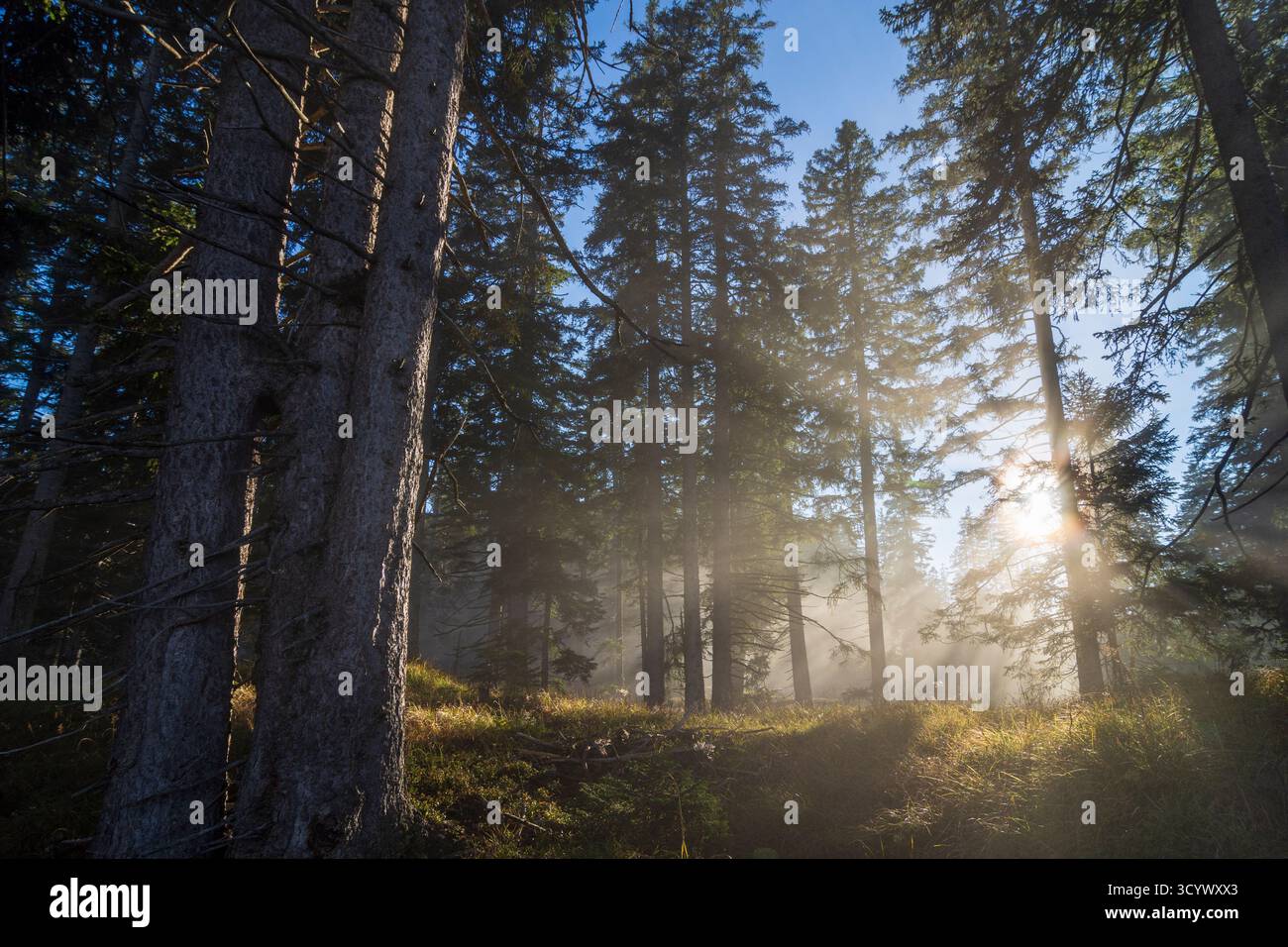 Wetterstein Mountains (Wettersteingebirge): Nebbia nella foresta, raggi di sole, alberi nella Tiroler Zugspitz Arena, Tirolo, Tirolo, Austria Foto Stock