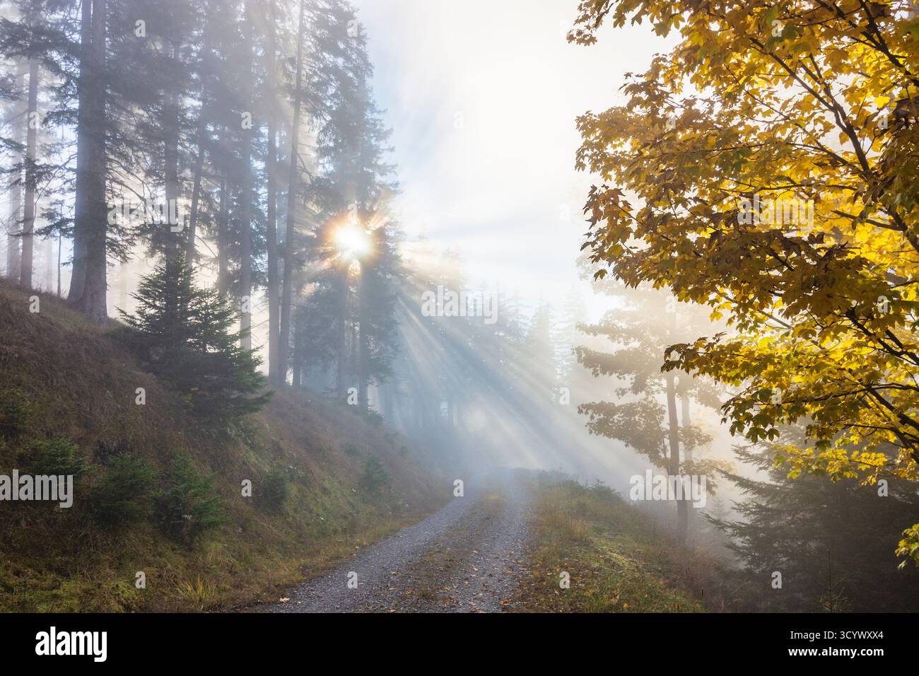 Wetterstein Mountains (Wettersteingebirge): Nebbia nella foresta, raggi di sole, alberi nella Tiroler Zugspitz Arena, Tirolo, Tirolo, Austria Foto Stock
