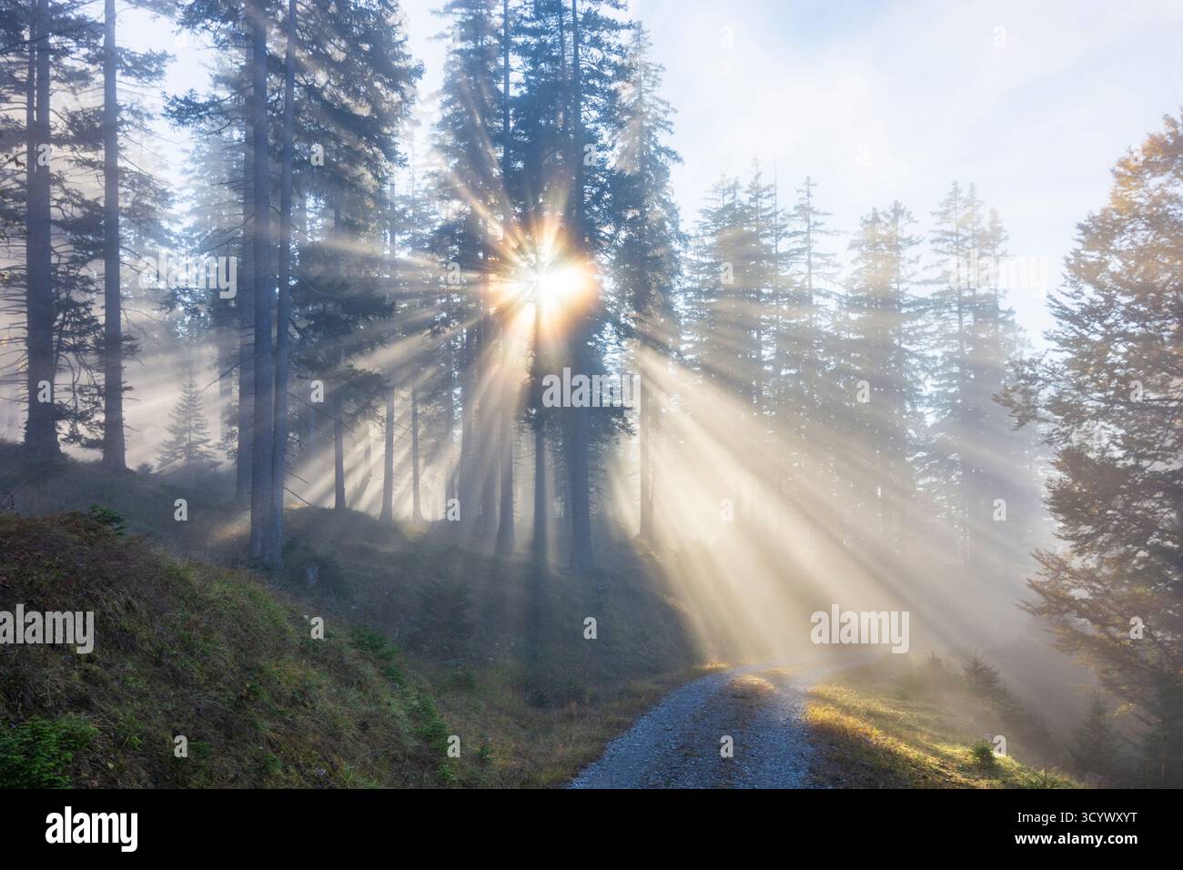 Wetterstein Mountains (Wettersteingebirge): Nebbia nella foresta, raggi di sole, alberi nella Tiroler Zugspitz Arena, Tirolo, Tirolo, Austria Foto Stock