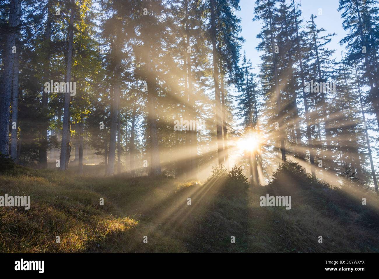 Wetterstein Mountains (Wettersteingebirge): Nebbia nella foresta, raggi di sole, alberi nella Tiroler Zugspitz Arena, Tirolo, Tirolo, Austria Foto Stock