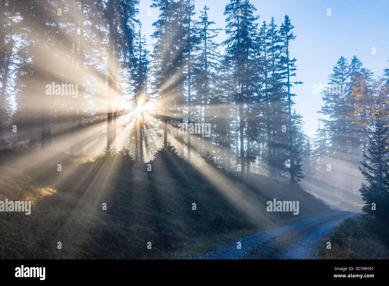 Wetterstein Mountains (Wettersteingebirge): Nebbia nella foresta, raggi di sole, alberi nella Tiroler Zugspitz Arena, Tirolo, Tirolo, Austria Foto Stock