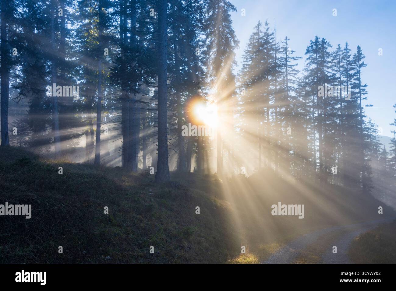 Wetterstein Mountains (Wettersteingebirge): Nebbia nella foresta, raggi di sole, alberi nella Tiroler Zugspitz Arena, Tirolo, Tirolo, Austria Foto Stock