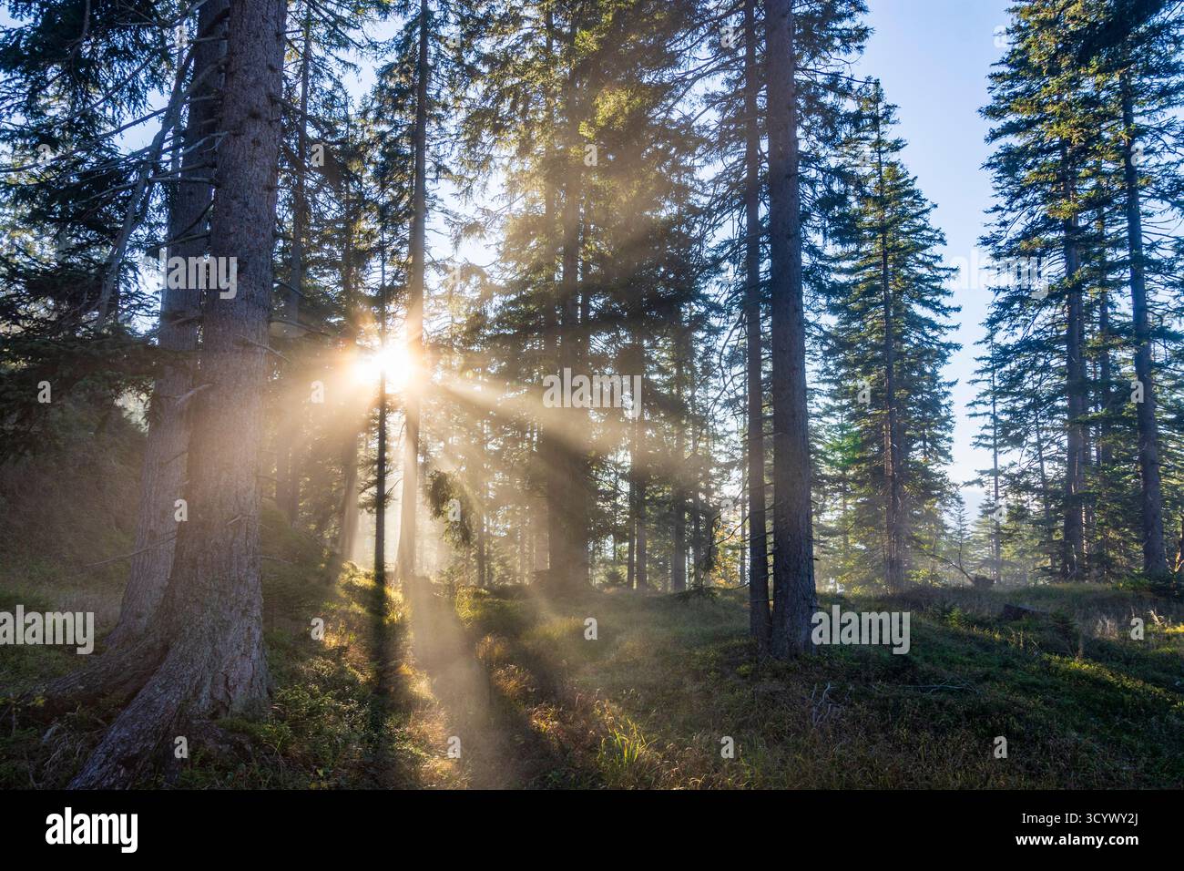 Wetterstein Mountains (Wettersteingebirge): Nebbia nella foresta, raggi di sole, alberi nella Tiroler Zugspitz Arena, Tirolo, Tirolo, Austria Foto Stock