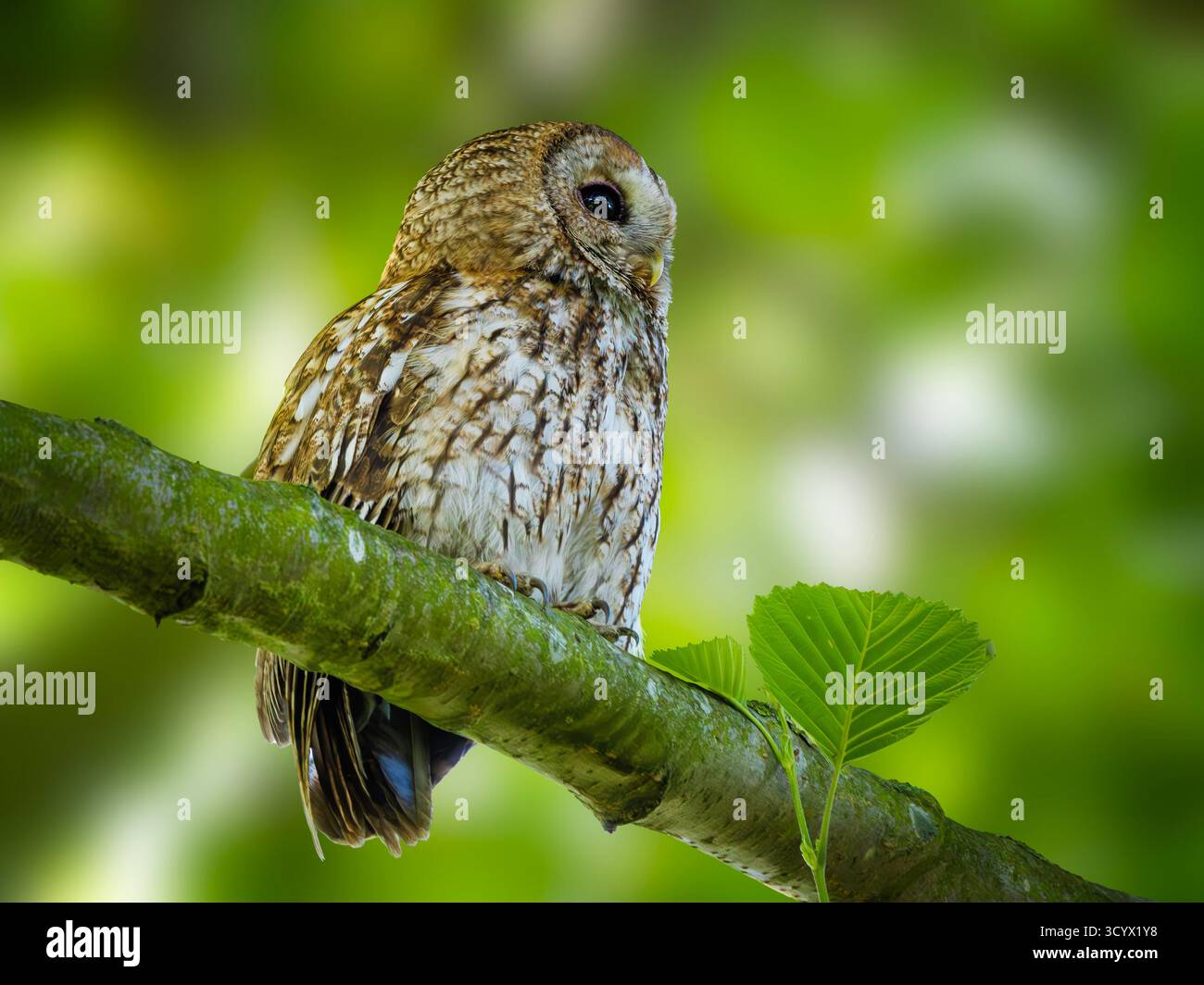 Tawny Owl (Strix aluco) arroccato su un ramo di muschio tra foglie verdi, Thurlby Fen Nature Reserve, Lincolnshire, Inghilterra, Regno Unito Foto Stock