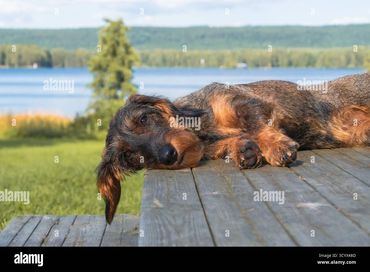 Dacchiera a pelo metallico che si rilassa su un tavolo di legno vicino a un lago in un giorno d'estate Foto Stock