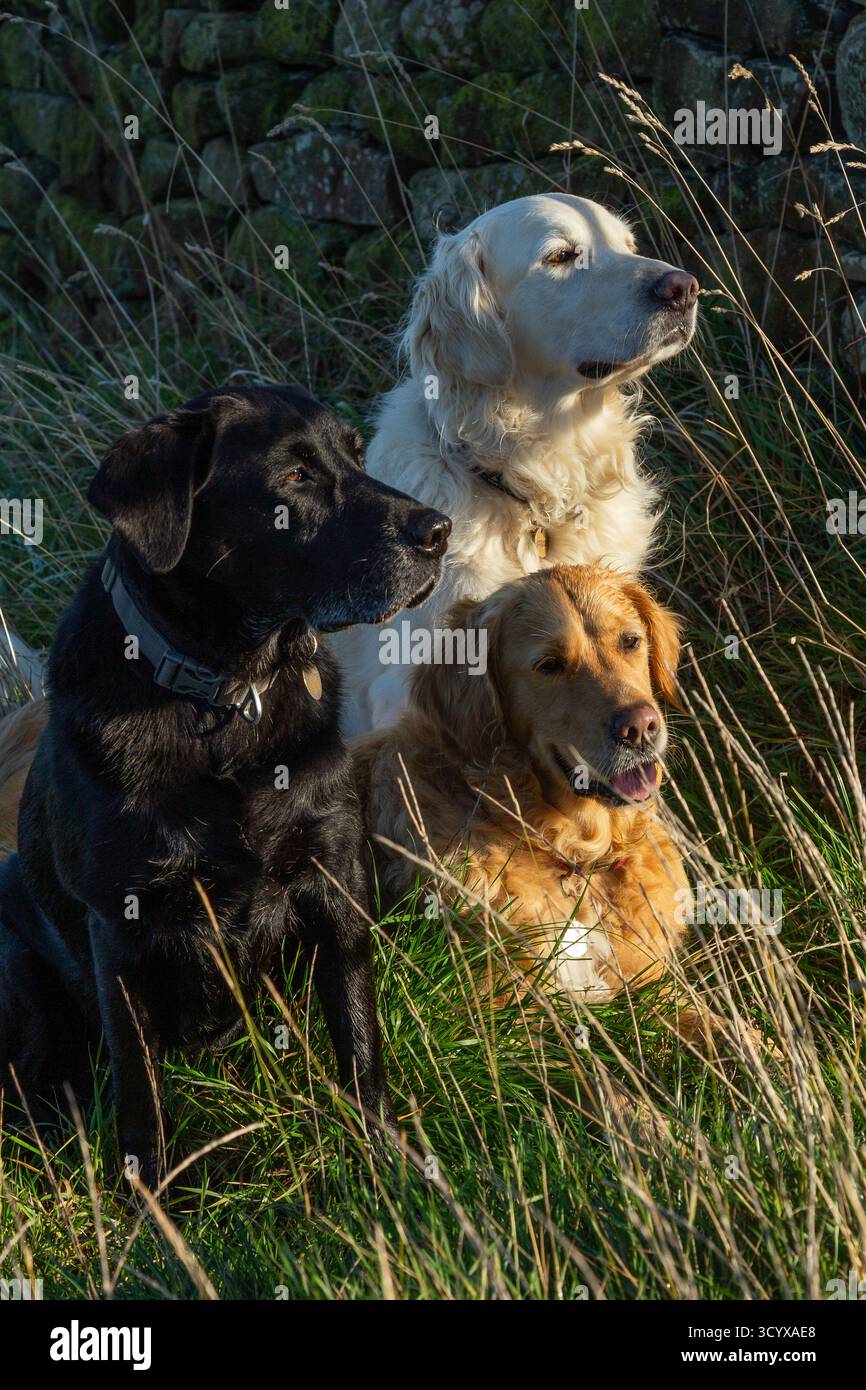 Tre cani (pistoleri, Golden retriever e un labrador nero) in un campo vicino a un muro di pietra secca. Due sono seduti, un cane è sdraiato. Foto Stock