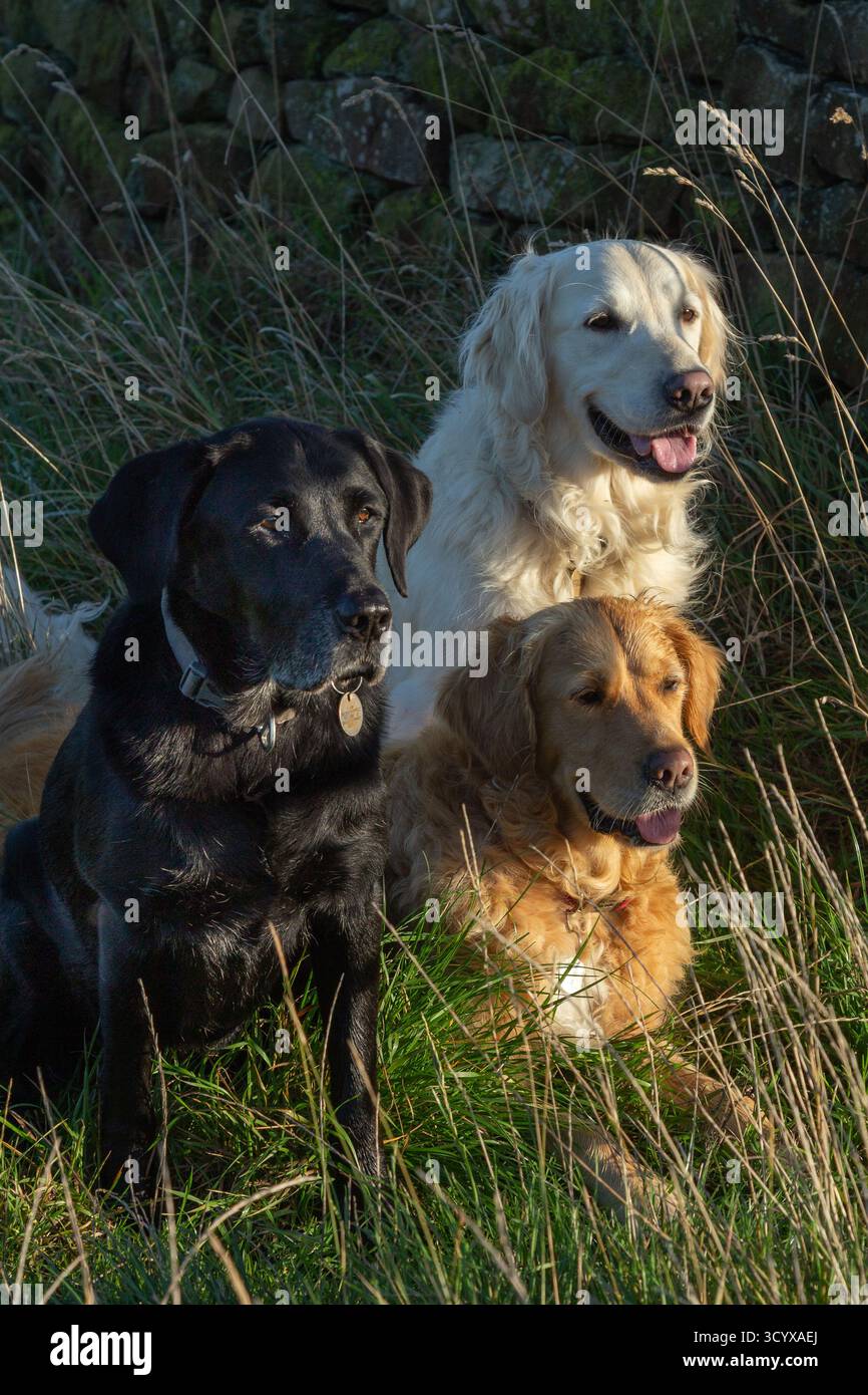 Tre cani (pistoleri, Golden retriever e un labrador nero) in un campo vicino a un muro di pietra secca. Due sono seduti, un cane è sdraiato. Foto Stock
