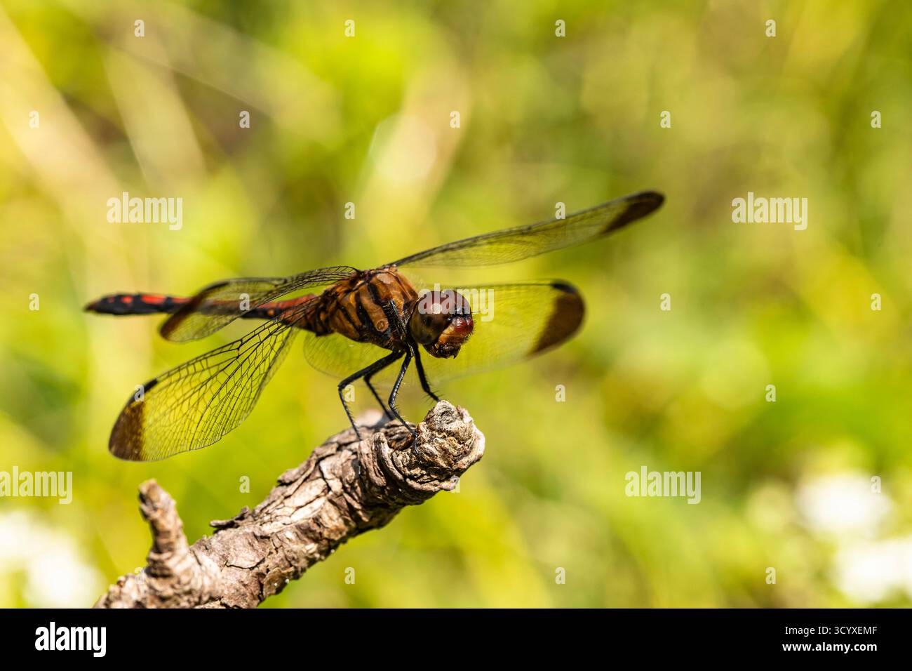 Dragonfly appoggiata sulla punta del ramoscello, in giardino, città di Yokote, prefettura di Akita, regione di Tohoku, Giappone, Asia orientale, Asia Foto Stock