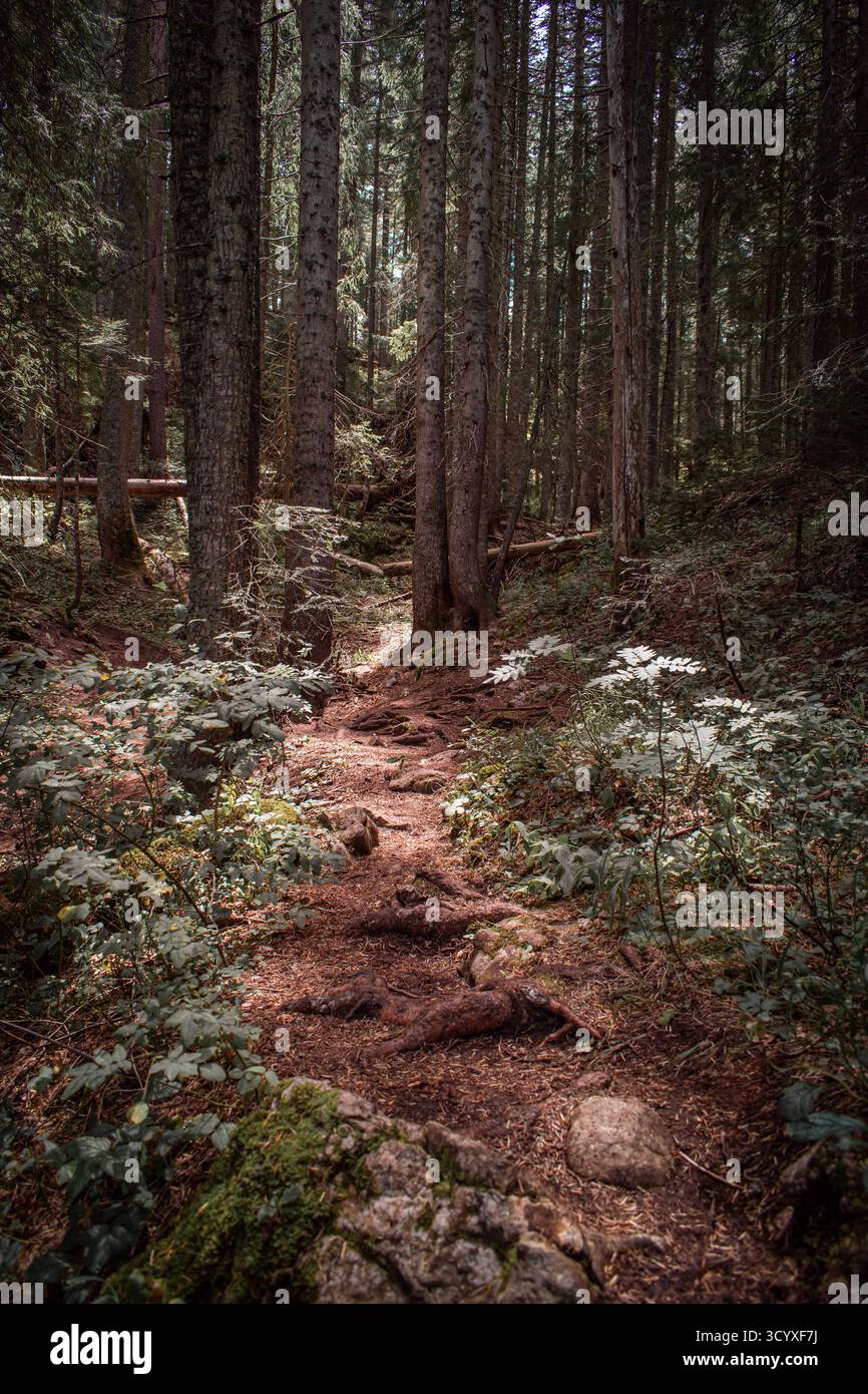 Una fitta foresta con un sentiero illuminato dal sole che conduce fino alle montagne. Foto Stock