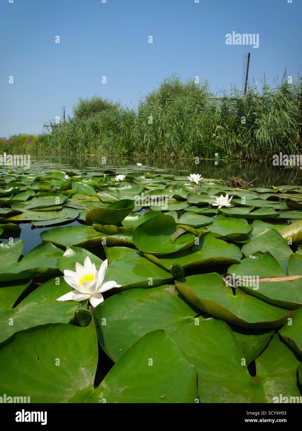 Gigli d'acqua bianca tra i gigli su un lago con mulino a vento sullo sfondo Foto Stock