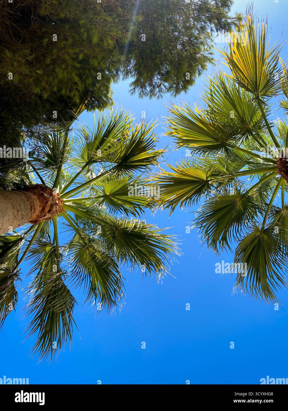 Palme al sole estivo viste dal basso Foto Stock