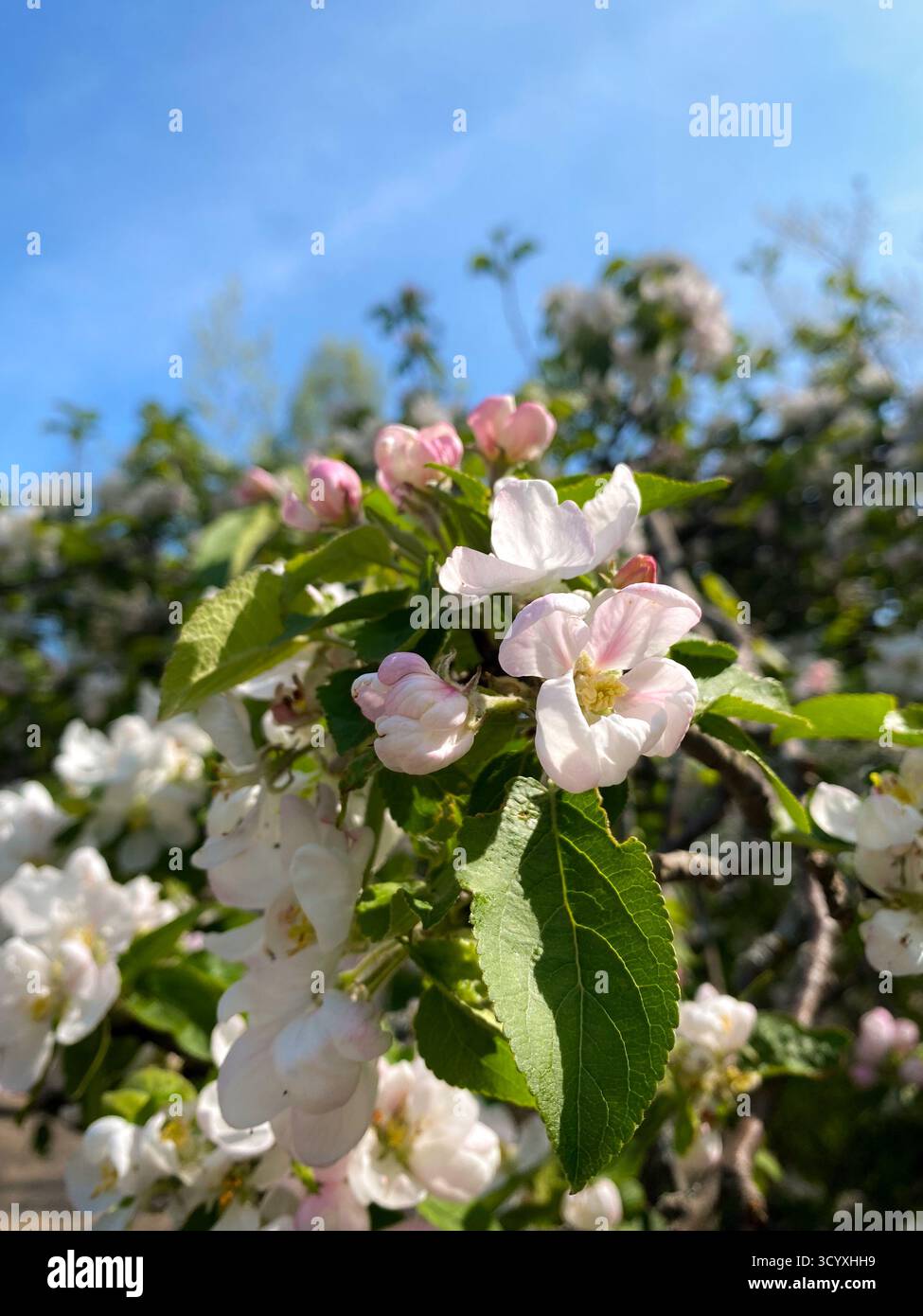 Primo piano di fiori di mele con petali rosa tenui su un cielo blu Foto Stock