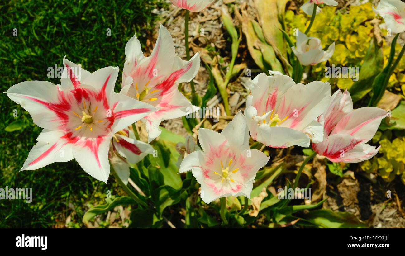 Un gruppo di tulipani bianchi con strisce rosse che fioriscono in un letto da giardino illuminato dal sole Foto Stock