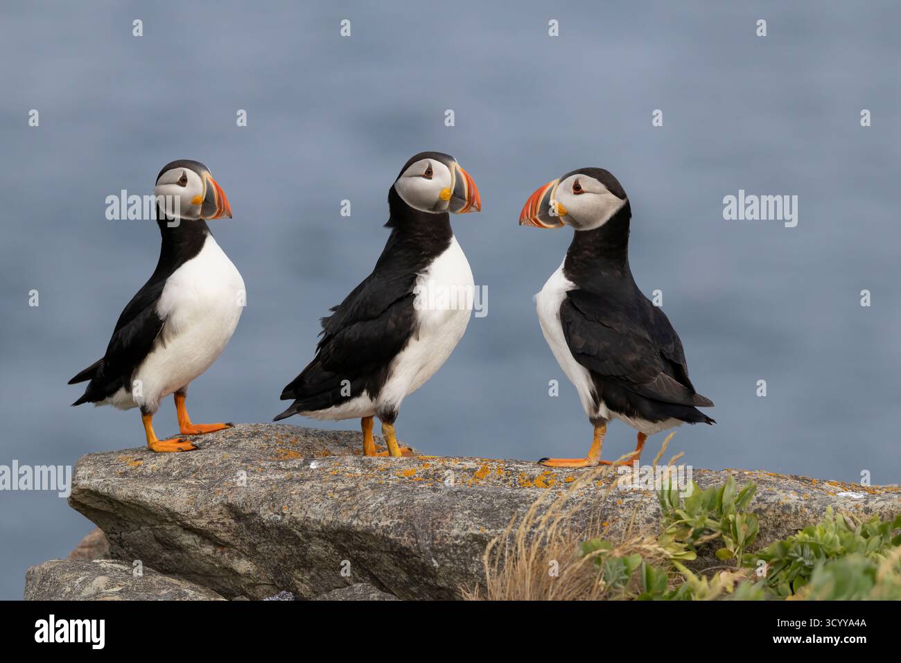Trio di Puffins atlantici (Fratercula arctica), Terranova Foto Stock