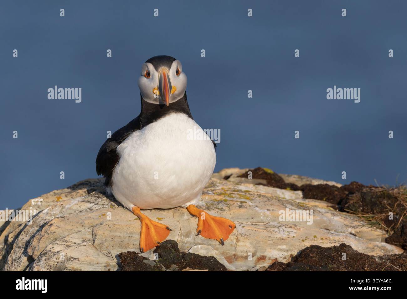Atlantic Puffin (,Fratercula arctica), Terranova Foto Stock