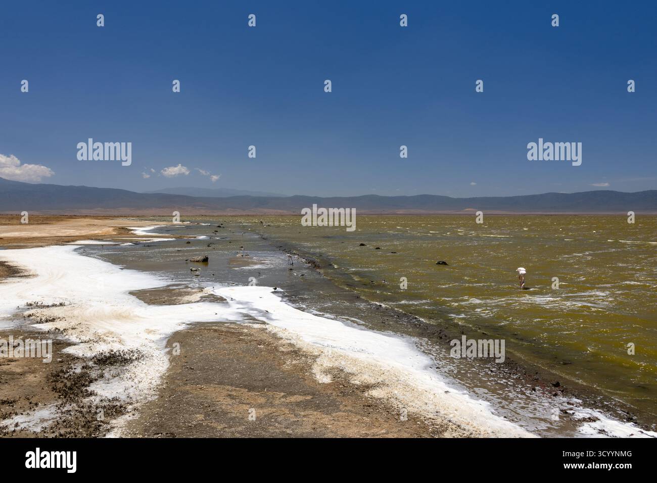 I depositi di sale fiancheggiano il bordo del lago Magadi, ricco di minerali, all'interno del cratere di Ngorongoro, Tanzania, sotto un cielo limpido Foto Stock