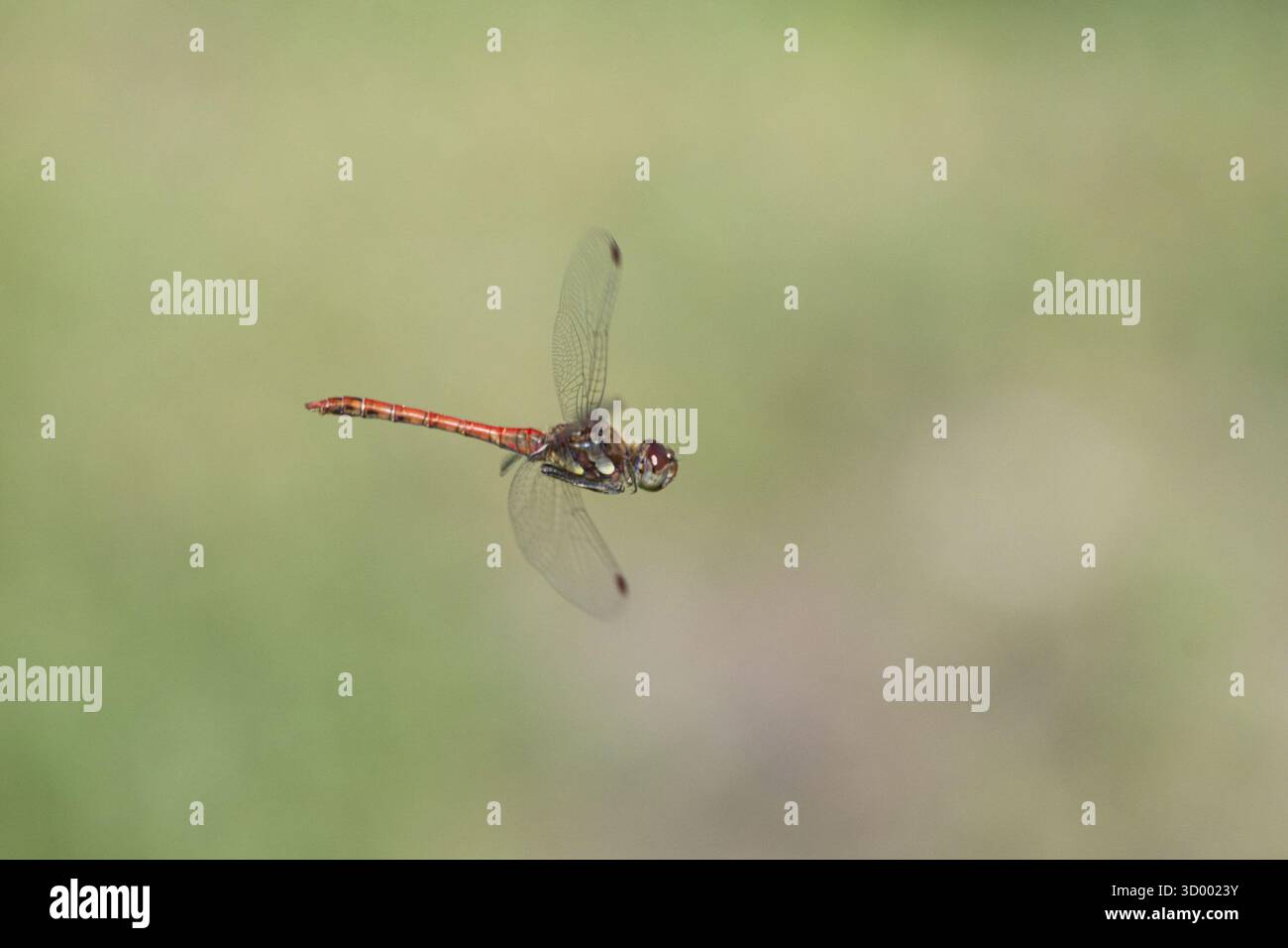 heather rosso sangue (Sympetrum sanguineum), vista aerea, Norrhine-Vestfalia, Germania Foto Stock