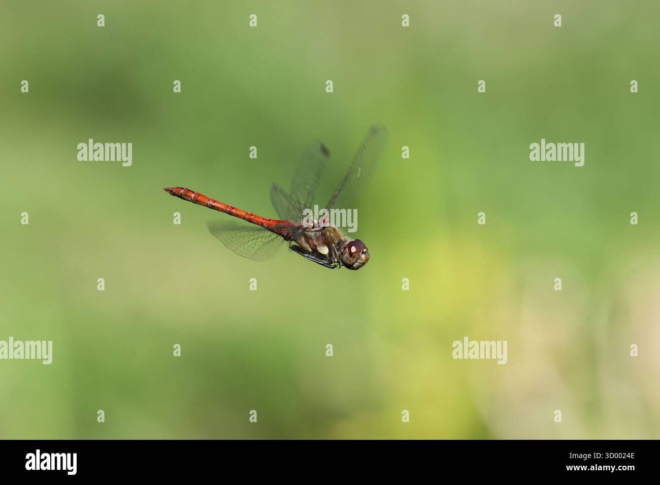 heather rosso sangue (Sympetrum sanguineum), vista aerea, Norrhine-Vestfalia, Germania Foto Stock