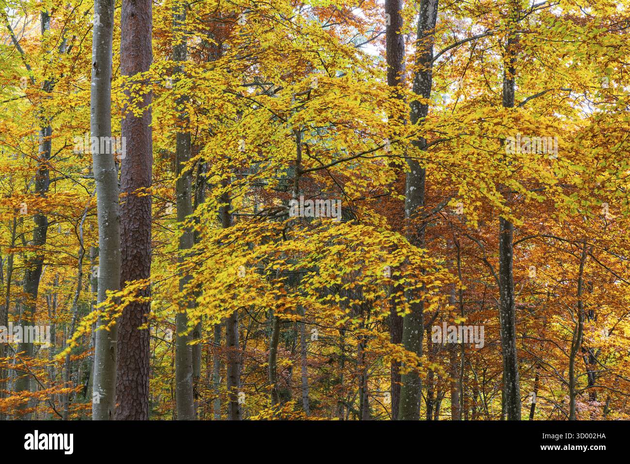 Foresta di faggi (Fagus) nei colori autunnali, piante di faggio (Fagaceae), autunno, Leibertingen, parco naturale dell'alto Danubio, Baden-Wuerttemberg, Germania Foto Stock