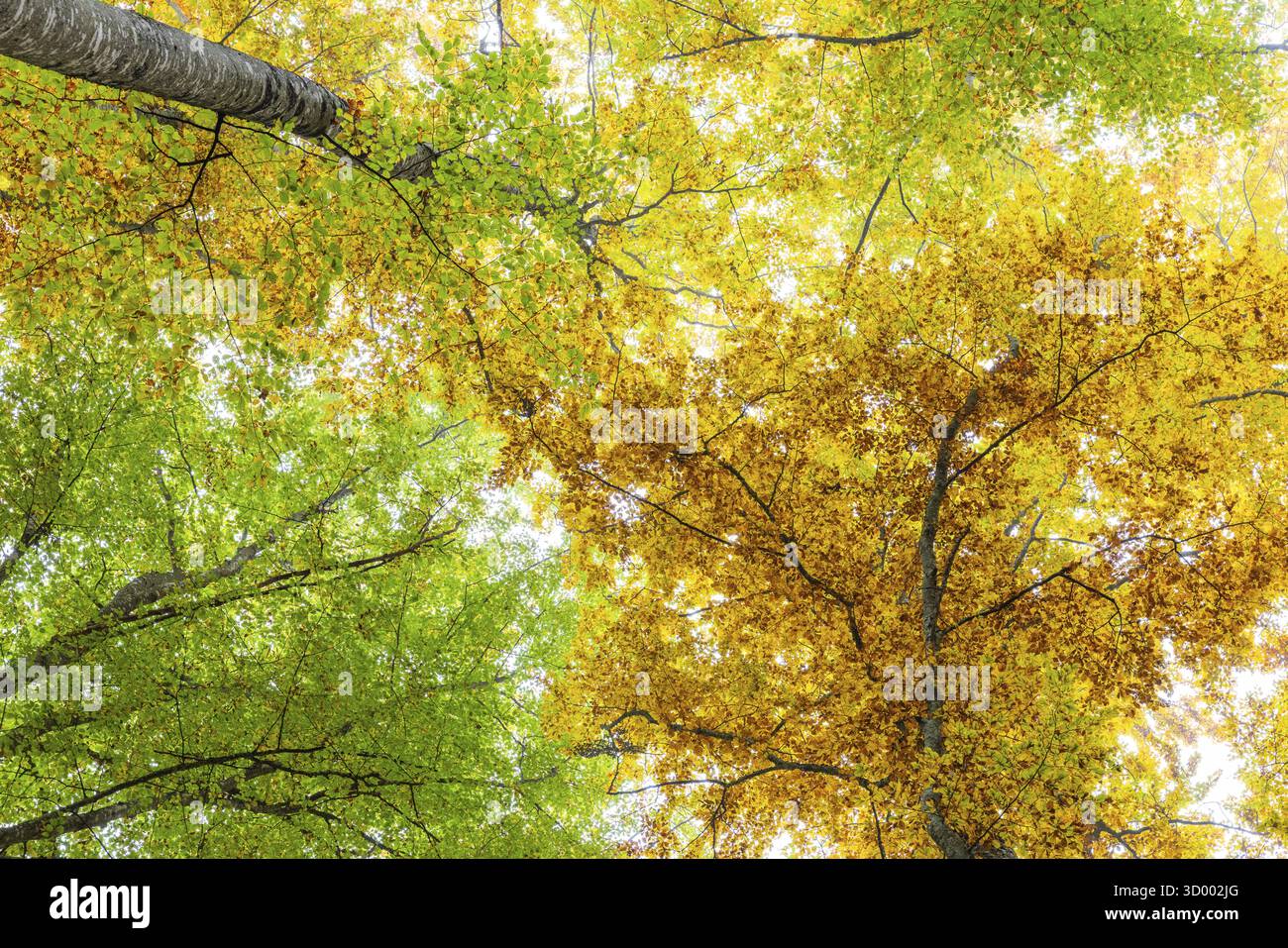 Foresta di faggi (Fagus) nei colori autunnali, piante di faggio (Fagaceae), autunno, Leibertingen, parco naturale dell'alto Danubio, Baden-Wuerttemberg, Germania Foto Stock
