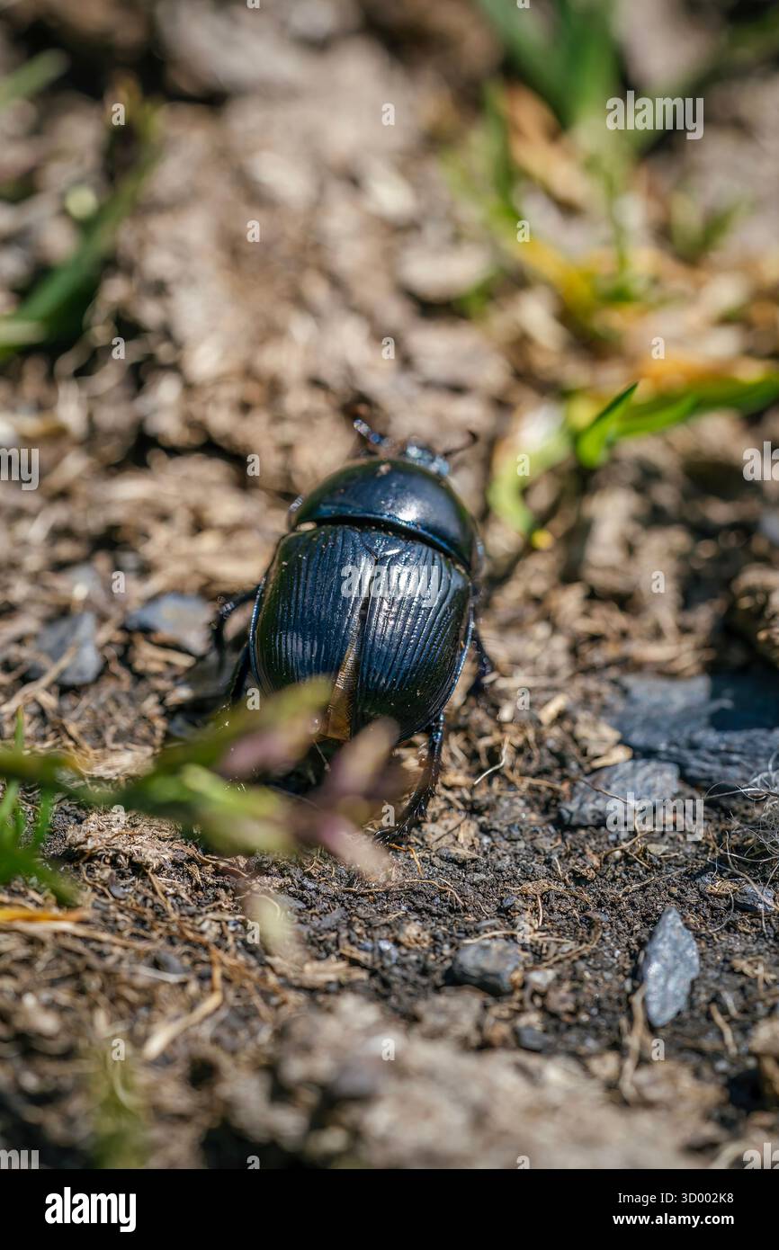 Black Dung Beetle a terra, foto macro di primo piano di insetti in Natural Habitat Foto Stock