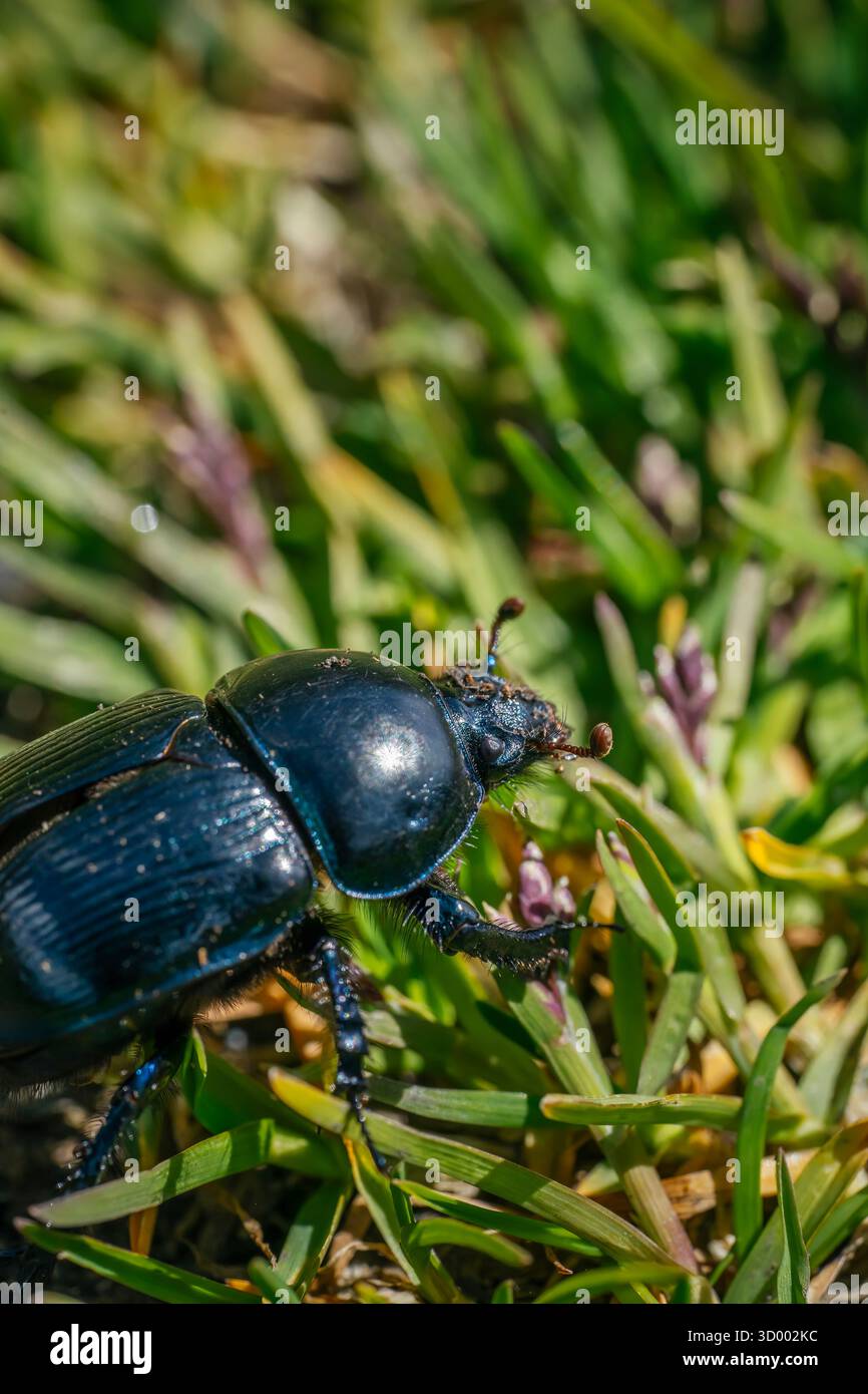 Primo piano Blue Metallic Dung Beetle su Green Grass, foto macro dettagliate di insetti nell'habitat naturale, scena naturalistica Foto Stock