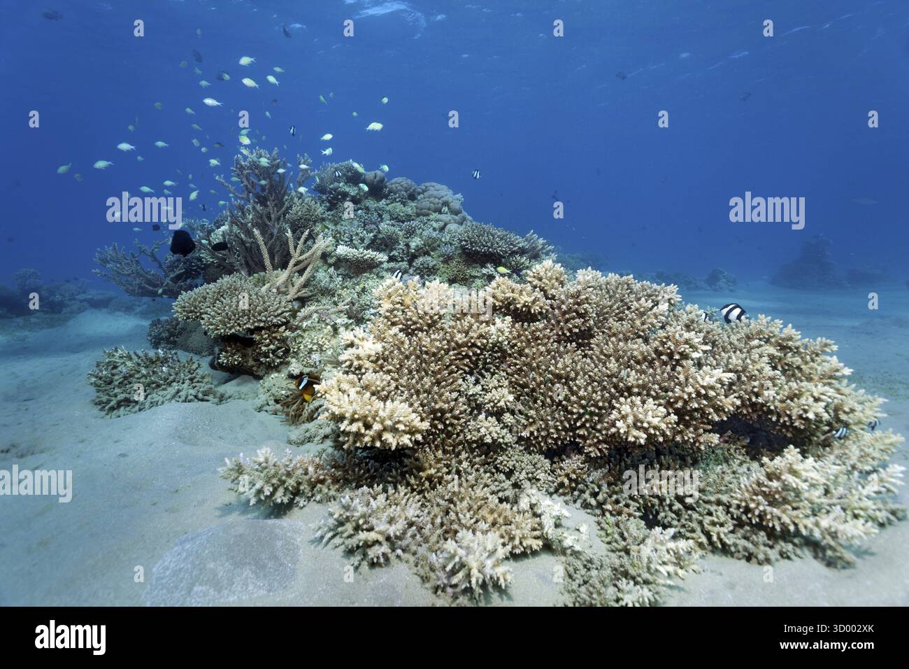 Tipica, intatta, piccola barriera corallina, scogliera localizzata in corallo Acropora (Acropora), vari reeffigi, acque poco profonde, Mar Rosso, Marsa Alam, Egitto Foto Stock
