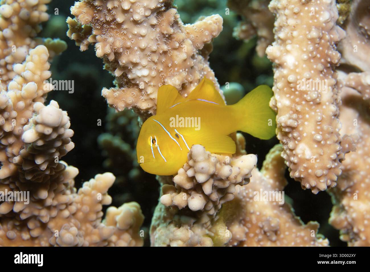 Terreno di limone (Gobiodon citrinus) nascosto nel corallo di Agropora (Agropora), giallo, Mar Rosso, Port Safaga, Egitto Foto Stock