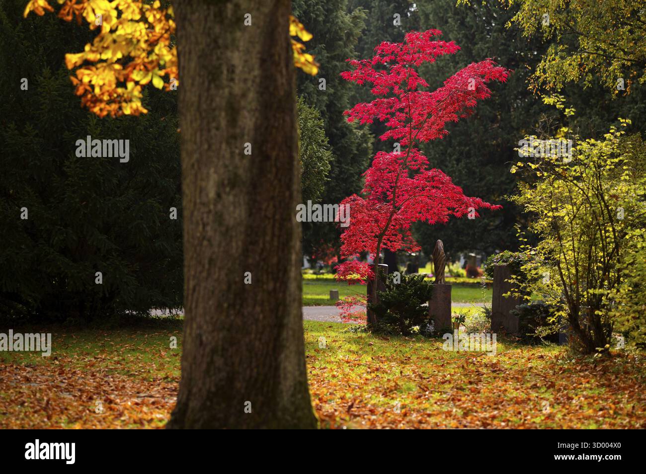 Acero, acero, rosso, foglie autunnali, foglie, cimitero principale, autunno, autunno, Stoccarda, Baden-Wuerttemberg, Germania Foto Stock