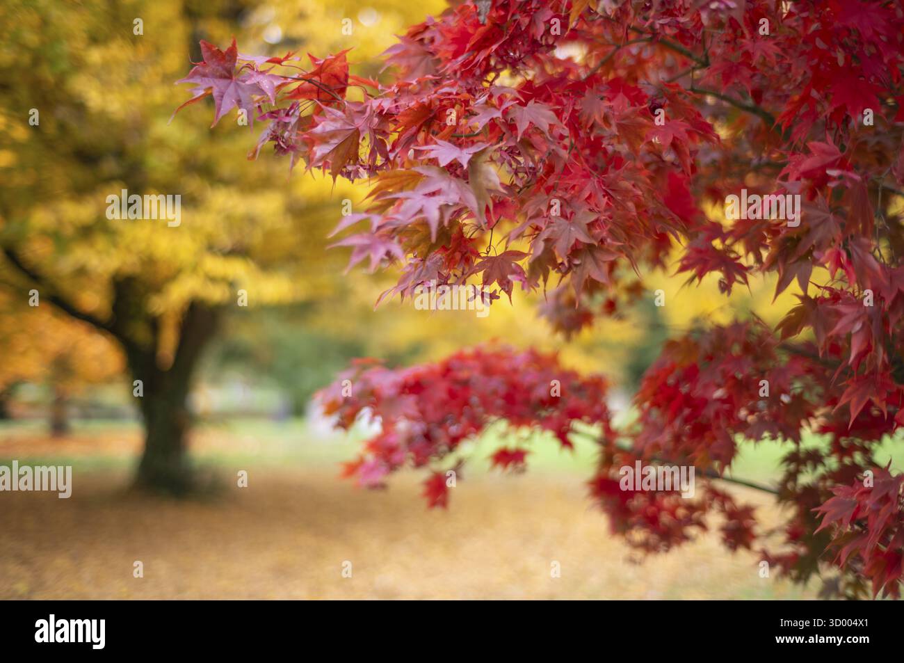 Acero, acero, rosso, foglie autunnali, foglie, cimitero principale, autunno, autunno, Stoccarda, Baden-Wuerttemberg, Germania Foto Stock