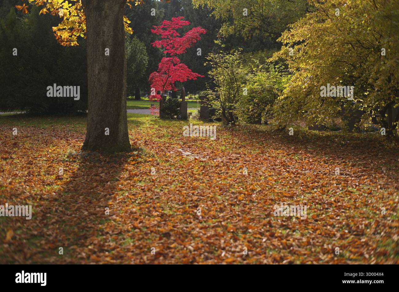 Acero, acero, rosso, foglie autunnali, foglie, cimitero principale, autunno, autunno, Stoccarda, Baden-Wuerttemberg, Germania Foto Stock