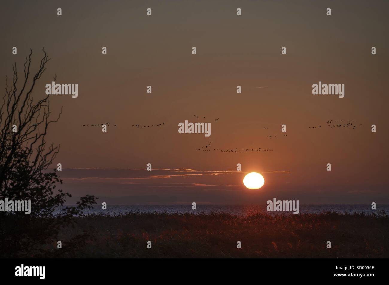 Gru volanti (Grus grus) sul Mar Baltico al tramonto, Ahrenshoop, Darss, Meclemburgo, Pomerania occidentale Foto Stock
