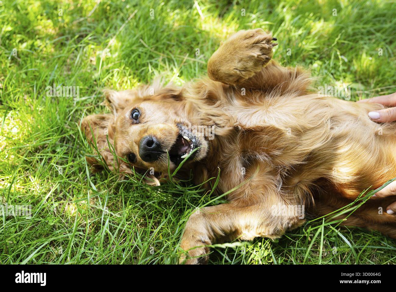 Il ritratto di un cocker spaniel rosso inglese giace e gira sull'erba verde Foto Stock