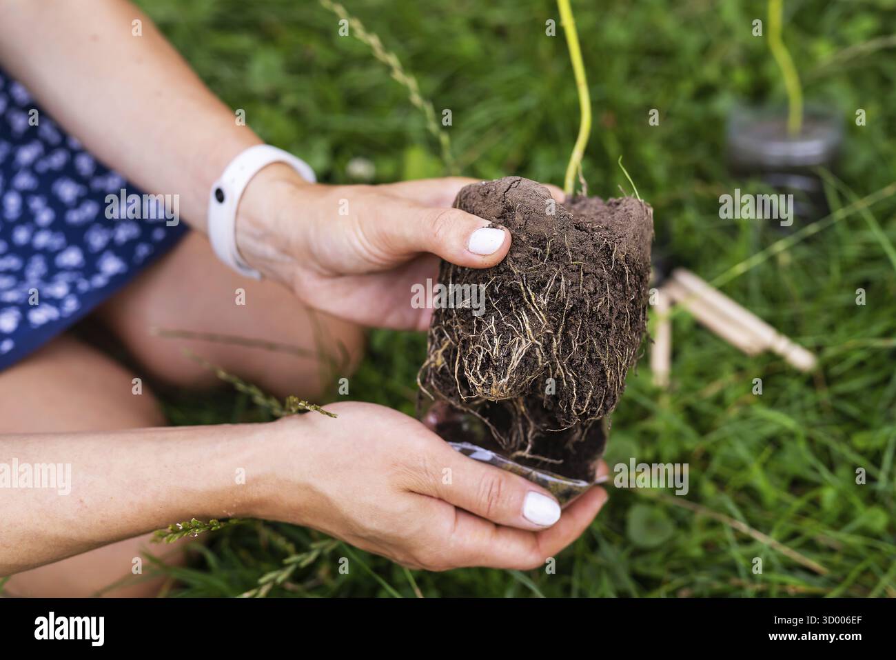 Il processo di piantare paulownia, il sistema della radice nelle mani del giardiniere. Giovane albero di paulownia verde, allevamento alberi fioriti da un giardiniere Foto Stock