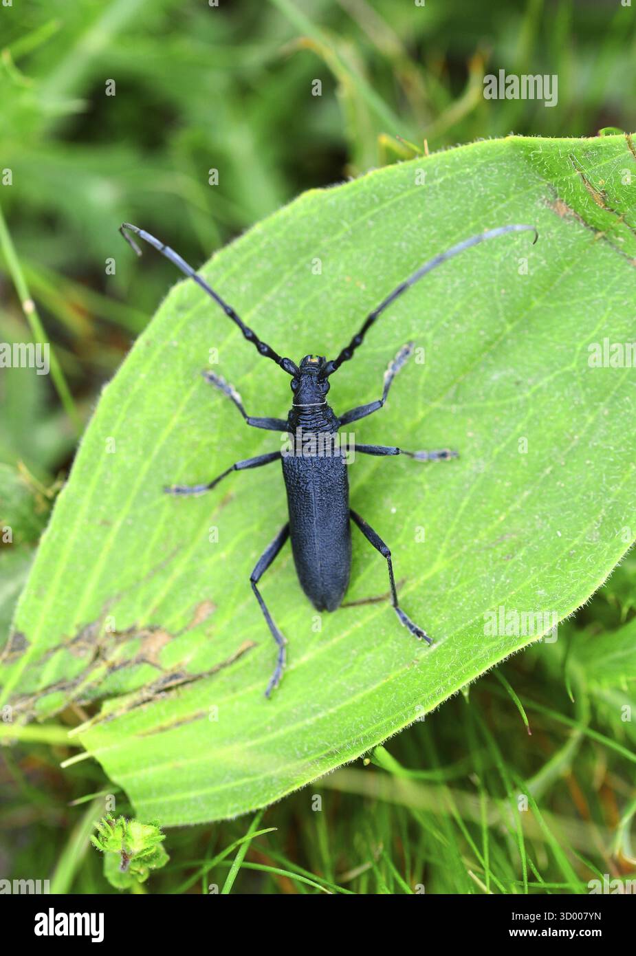 Scarabeo nero dalle corna lunghe, insetto Stictoleptura canadensis su foglia verde Foto Stock