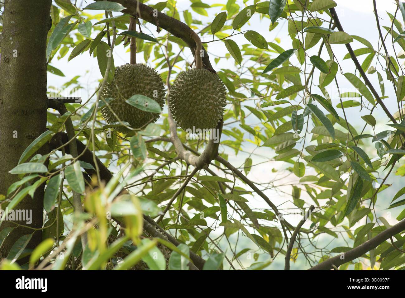 Malesia famoso re dei frutti Blackthorn durian albero Foto Stock