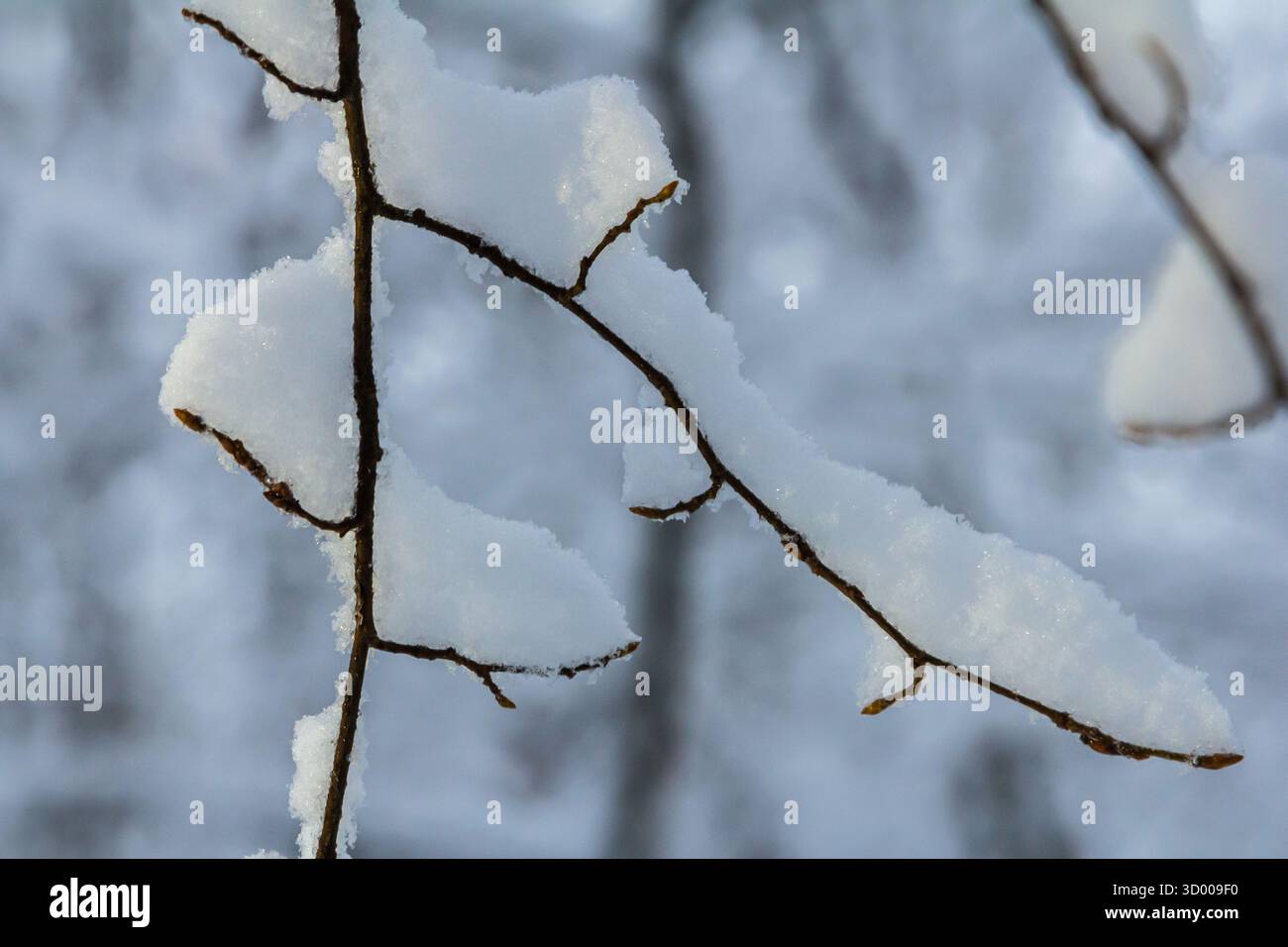 I rami degli alberi sono ricoperti di neve fresca che crea un'atmosfera invernale tranquilla nella foresta. La tranquillità della natura è evidenziata dal bianco sn Foto Stock