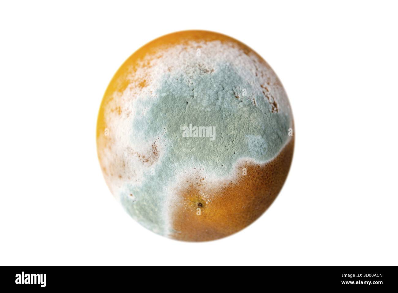 Orange in stampo isolati su sfondo bianco Foto Stock