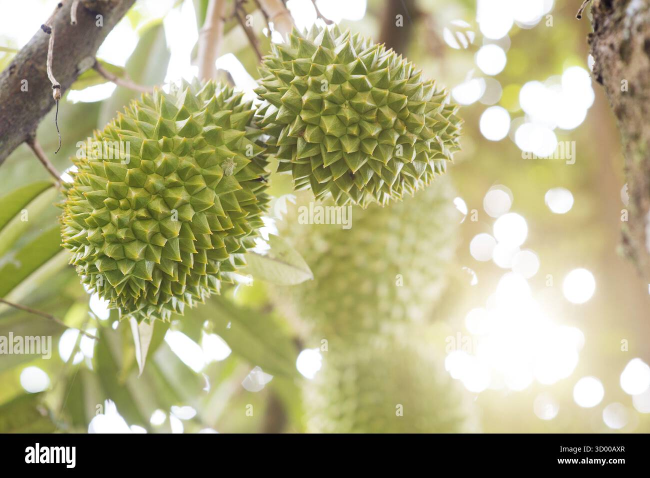 Chiudete il re dei frutti, durian sull'albero nel frutteto Foto Stock