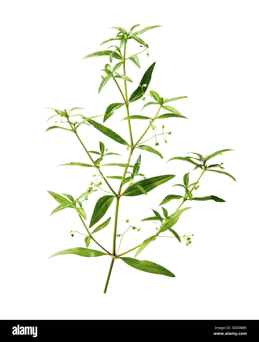 L'Hedyotis diffusa, nota anche come erba di lingua di serpente di fiori bianchi, è un tipo di erba utilizzata nella medicina tradizionale cinese, isolata su sfondo bianco Foto Stock
